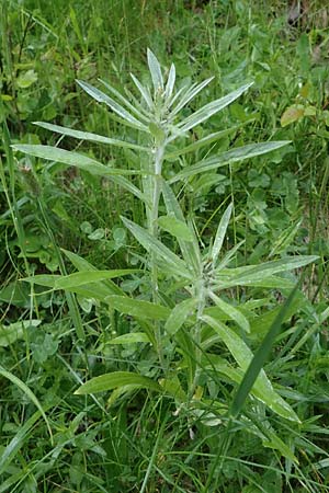 Gnaphalium norvegicum \ Norwegisches Ruhrkraut, A Kärnten, Koralpe 4.7.2023