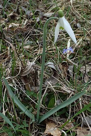 Galanthus nivalis \ Echtes Schneeglckchen / Snowdrop, A Pielach 5.3.2024