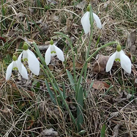 Galanthus nivalis \ Echtes Schneeglckchen / Snowdrop, A Pielach 5.3.2024