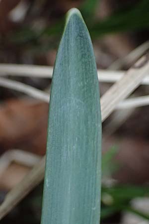 Galanthus nivalis \ Echtes Schneeglckchen / Snowdrop, A Murfeld-Lichendorf 8.3.2024