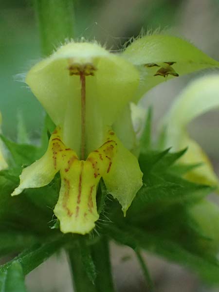 Lamium flavidum \ Blassgelbe Goldnessel / Pale Yellow Archangel, A Fronleiten 13.5.2025