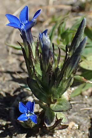 Gentiana nivalis \ Schnee-Enzian / Alpine Gentian, A Großglockner 11.8.2025