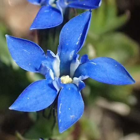 Gentiana nivalis \ Schnee-Enzian / Alpine Gentian, A Großglockner 11.8.2025