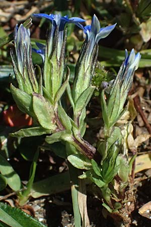 Gentiana nivalis \ Schnee-Enzian / Alpine Gentian, A Großglockner 11.8.2025