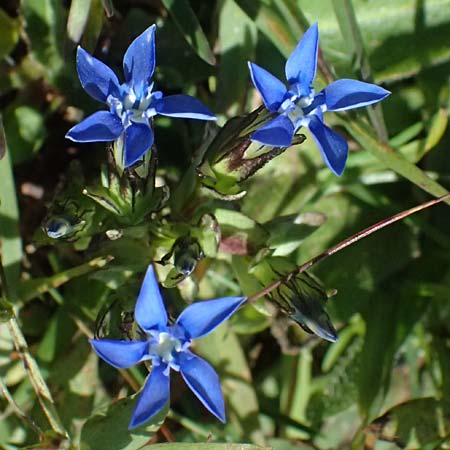Gentiana nivalis \ Schnee-Enzian / Alpine Gentian, A Großglockner 11.8.2025
