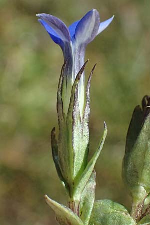 Gentiana nivalis \ Schnee-Enzian / Alpine Gentian, A Großglockner 11.8.2025