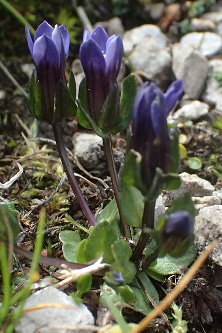 Gentiana nana \ Zwerg-Enzian, Zwerg-Haarschlund / Dwarf Gentian, A Gro&szlig;glockner 11.8.2025