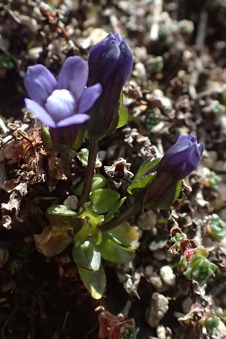 Gentiana nana \ Zwerg-Enzian, Zwerg-Haarschlund / Dwarf Gentian, A Gro&szlig;glockner 11.8.2025