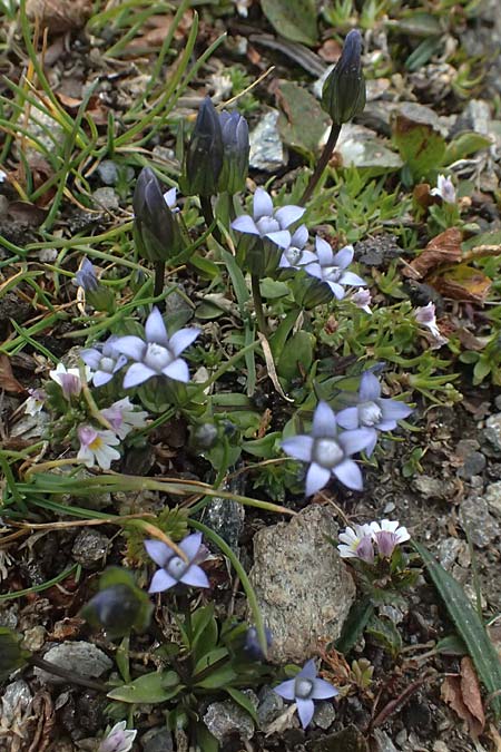 Gentiana nana \ Zwerg-Enzian, Zwerg-Haarschlund / Dwarf Gentian, A Gro&szlig;glockner 11.8.2025