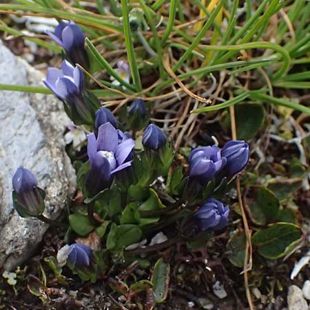 Gentiana nana \ Zwerg-Enzian, Zwerg-Haarschlund / Dwarf Gentian, A Gro&szlig;glockner 11.8.2025