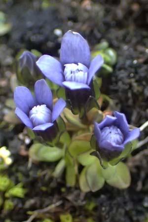 Gentiana nana \ Zwerg-Enzian, Zwerg-Haarschlund / Dwarf Gentian, A Gro&szlig;glockner 11.8.2025