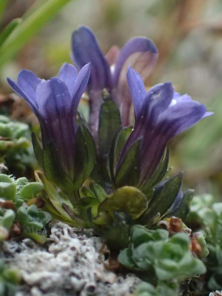 Gentiana nana \ Zwerg-Enzian, Zwerg-Haarschlund / Dwarf Gentian, A Gro&szlig;glockner 11.8.2025