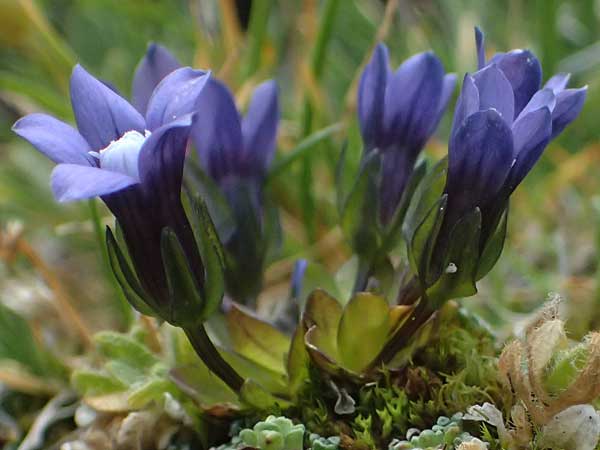 Gentiana nana \ Zwerg-Enzian, Zwerg-Haarschlund / Dwarf Gentian, A Gro&szlig;glockner 11.8.2025