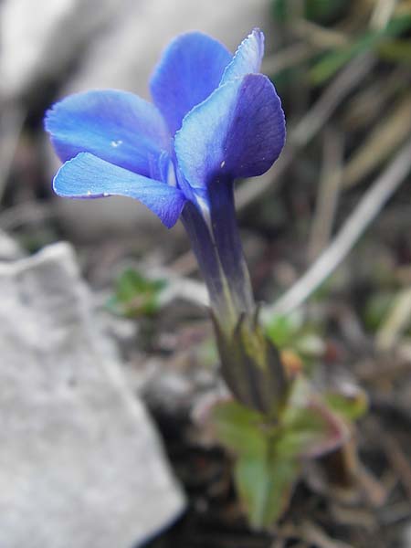 Gentiana orbicularis \ Rundblttriger Enzian / Round-Leaved Gentian, A Kärnten/Carinthia, Petzen 2.7.2010