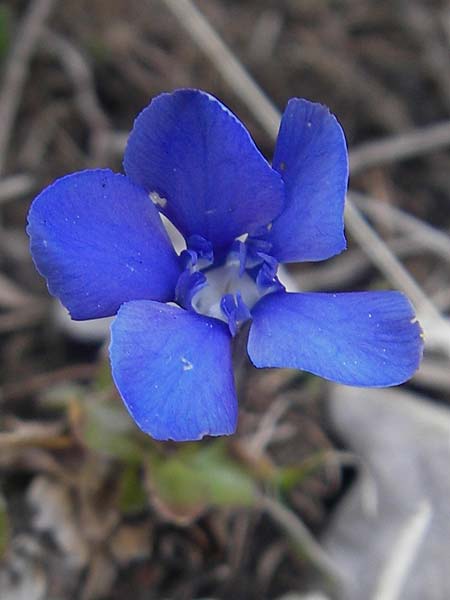 Gentiana orbicularis \ Rundblttriger Enzian / Round-Leaved Gentian, A Kärnten/Carinthia, Petzen 2.7.2010