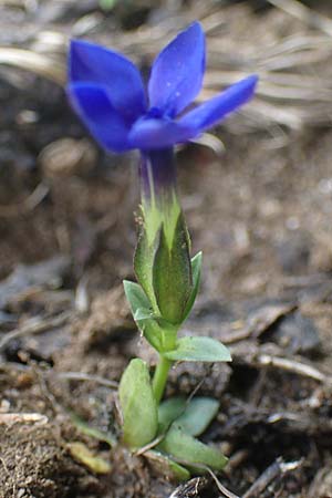 Gentiana orbicularis \ Rundblttriger Enzian / Round-Leaved Gentian, A Pusterwald, Eiskar 29.6.2021