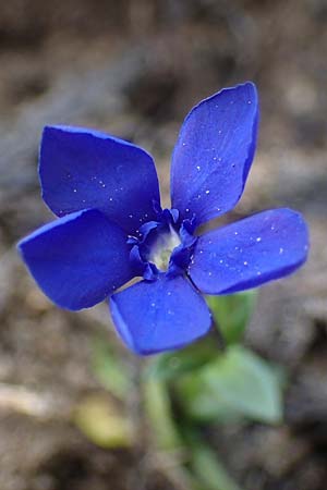 Gentiana orbicularis \ Rundblttriger Enzian / Round-Leaved Gentian, A Pusterwald, Eiskar 29.6.2021