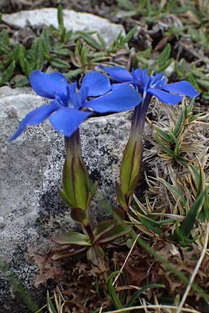 Gentiana orbicularis \ Rundblttriger Enzian / Round-Leaved Gentian, A Admont 5.7.2024