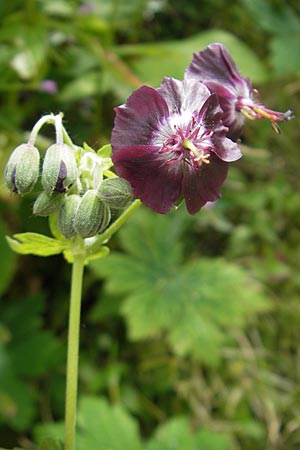 Geranium phaeum \ Brauner Storchschnabel / Dusky Crane's-Bill, A Dachstein 20.7.2010