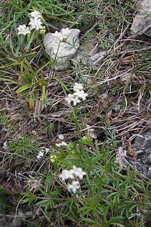 Galium pumilum \ Heide-Labkraut, Zierliches Labkraut / Slender Bedstraw, A Hinterotter 3.8.2011