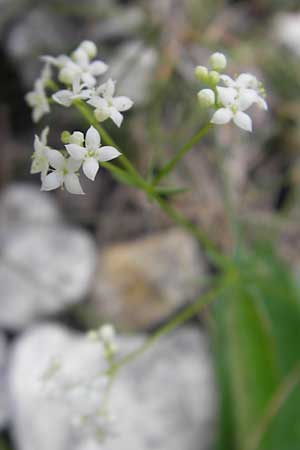 Galium pumilum \ Heide-Labkraut, Zierliches Labkraut / Slender Bedstraw, A Hinterotter 3.8.2011