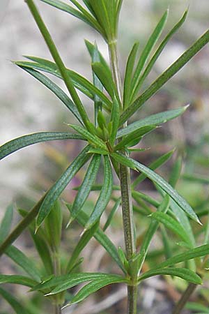 Galium pumilum \ Heide-Labkraut, Zierliches Labkraut / Slender Bedstraw, A Hinterotter 3.8.2011
