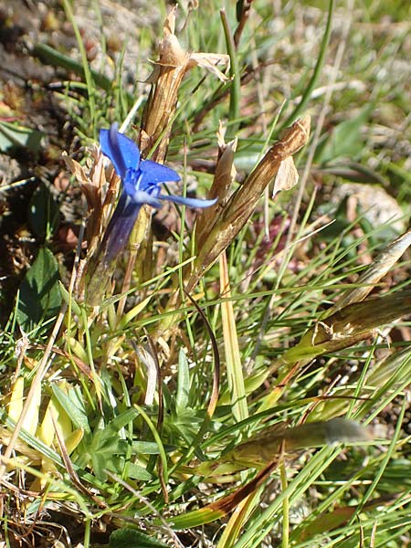 Gentiana pumila \ Niedlicher Enzian / Dwarf Gentian, A K&auml;rnten/Carinthia, Petzen 8.8.2016