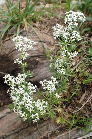 Galium truniacum ? \ Traunsee-Labkraut / Traunsee Bedstraw, A Trenchtling 3.7.2019