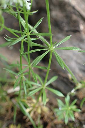 Galium truniacum ? \ Traunsee-Labkraut / Traunsee Bedstraw, A Trenchtling 3.7.2019