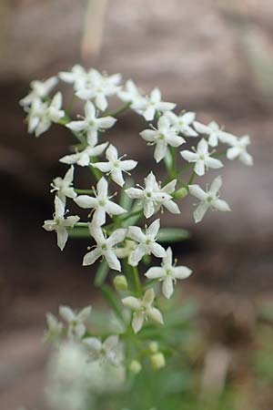 Galium truniacum ? \ Traunsee-Labkraut / Traunsee Bedstraw, A Trenchtling 3.7.2019
