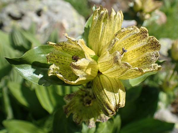 Gentiana punctata \ Punktierter Enzian / Spotted Gentian, A Nockberge, Klomnock 10.7.2019