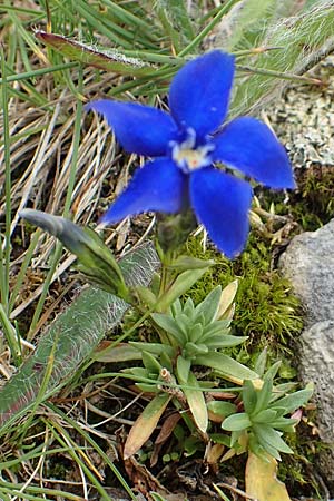 Gentiana pumila \ Niedlicher Enzian / Dwarf Gentian, A Rax 28.6.2020