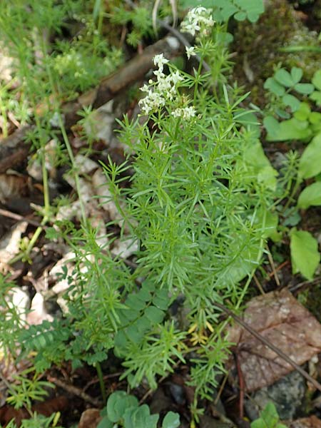 Galium austriacum ? \ &Ouml;sterreicher Labkraut / Austrian Bedstraw, A Schwarzau im Gebirge 29.6.2020