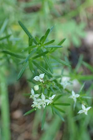 Galium austriacum ? \ &Ouml;sterreicher Labkraut / Austrian Bedstraw, A Schwarzau im Gebirge 29.6.2020
