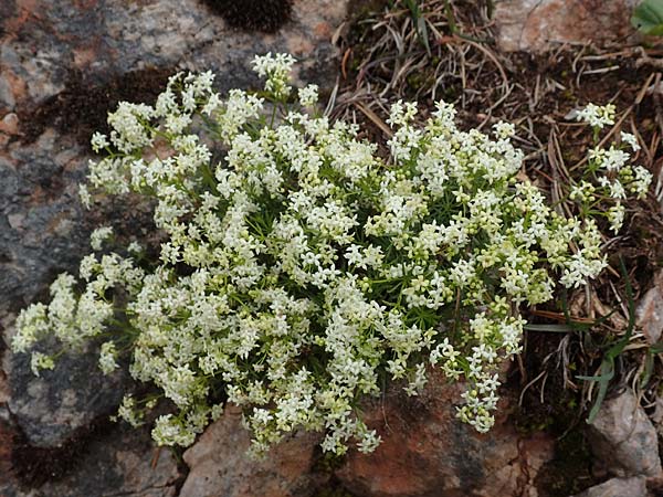 Galium anisophyllon \ Ungleichblttriges Labkraut / Alpine Bedstraw, A Schneealpe 30.6.2020