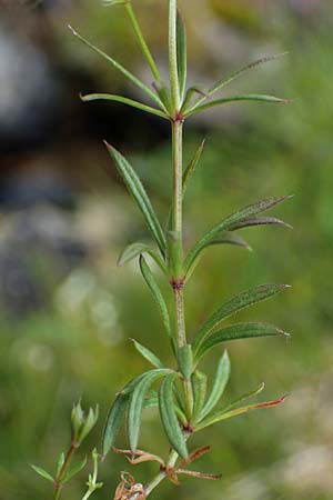 Galium anisophyllon \ Ungleichblttriges Labkraut / Alpine Bedstraw, A Seckauer Tauern, Brandstätter Törl 27.7.2021