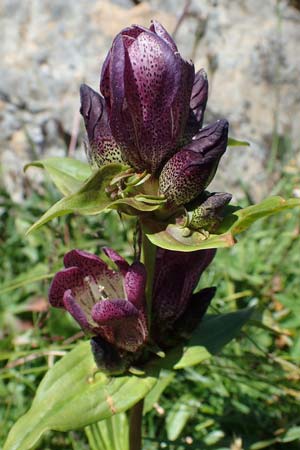 Gentiana pannonica \ Ungarischer Enzian, Pannonischer Enzian / Pannonic Gentian, Hungarian Gentian, A Eisenerzer Reichenstein 28.7.2021