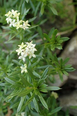 Galium anisophyllon \ Ungleichblttriges Labkraut / Alpine Bedstraw, A Eisenerzer Reichenstein 28.7.2021