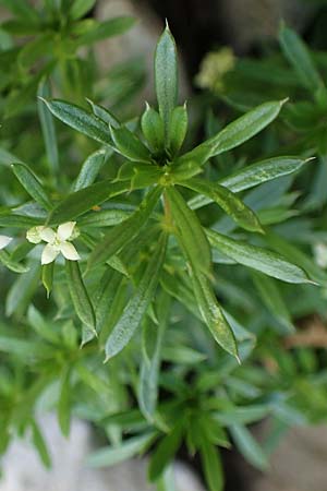 Galium anisophyllon \ Ungleichblttriges Labkraut / Alpine Bedstraw, A Eisenerzer Reichenstein 28.7.2021