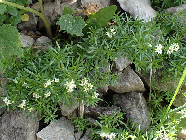 Galium anisophyllon \ Ungleichblttriges Labkraut / Alpine Bedstraw, A Eisenerzer Reichenstein 28.7.2021