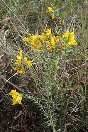 Genista pilosa \ Heide-Ginster, Behaarter Ginster / Hairy Greenweed, A Seewinkel, Podersdorf 28.9.2022