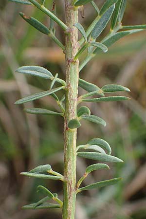 Genista pilosa \ Heide-Ginster, Behaarter Ginster / Hairy Greenweed, A Seewinkel, Podersdorf 28.9.2022