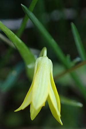 Gagea minima \ Kleiner Gelbstern / Small Star of Bethlehem, A Hainburg 3.4.2023