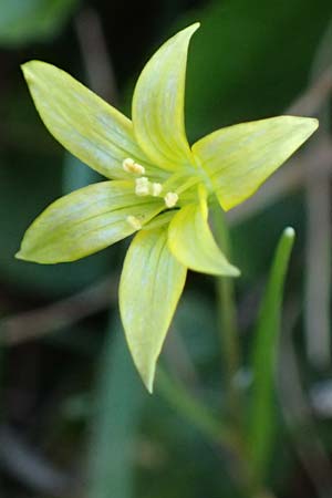 Gagea minima \ Kleiner Gelbstern / Small Star of Bethlehem, A Hainburg 3.4.2023