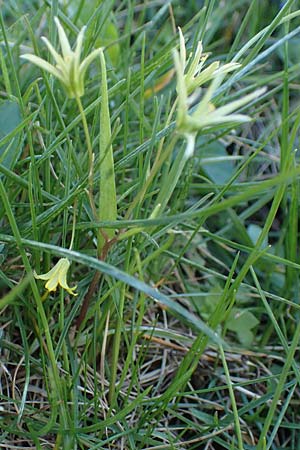 Gagea minima \ Kleiner Gelbstern / Small Star of Bethlehem, A Hainburg 3.4.2023