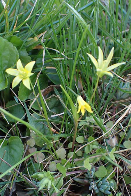 Gagea minima \ Kleiner Gelbstern / Small Star of Bethlehem, A Hainburg 3.4.2023
