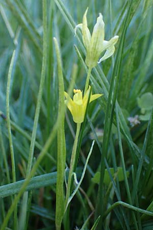 Gagea minima \ Kleiner Gelbstern / Small Star of Bethlehem, A Hainburg 3.4.2023