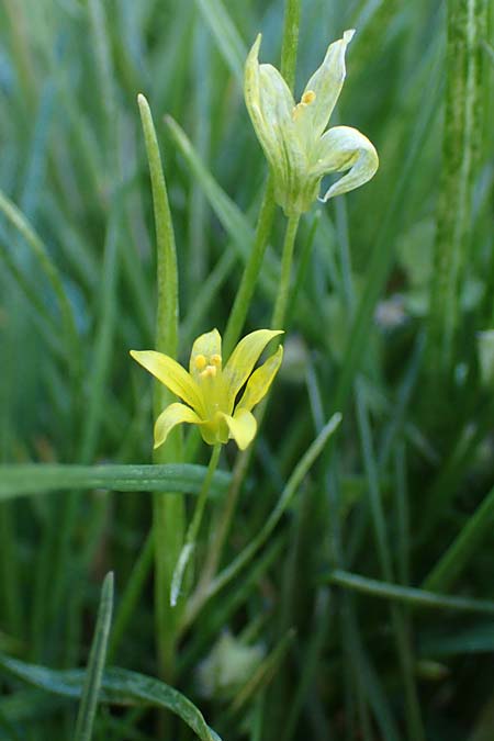 Gagea minima \ Kleiner Gelbstern / Small Star of Bethlehem, A Hainburg 3.4.2023
