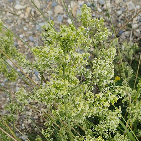 Galium x pomeranicum \ Labkraut-Hybride / Hybrid Bedstraw, A K&auml;rnten/Carinthia, St. Paul im Lavanttal 6.7.2023