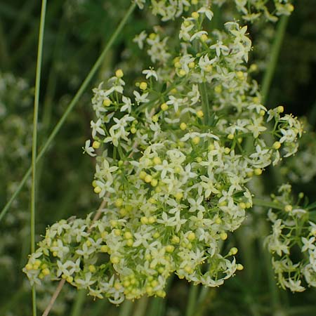 Galium x pomeranicum \ Labkraut-Hybride / Hybrid Bedstraw, A K&auml;rnten/Carinthia, St. Paul im Lavanttal 6.7.2023